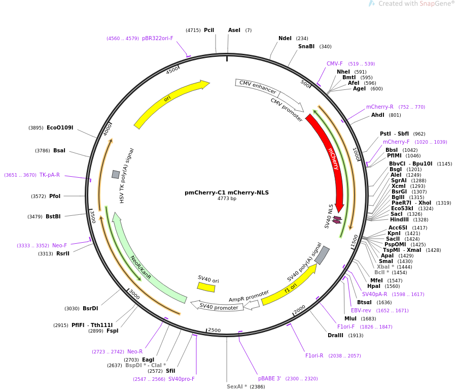pmCherry-C1 mCherry-NLS质粒图谱